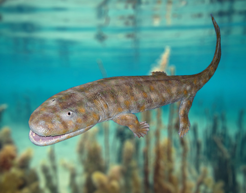 מסתמן שהתהליך האבולוציוני התקדם מהר יותר מהמשוער. ציור של אחד מבעלי החיים הראשונים שהלכו על היבשה | ויקמדיה, Dr. Günter Bechly