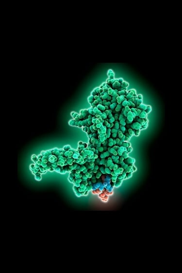 עריכת חלבונים אחרת