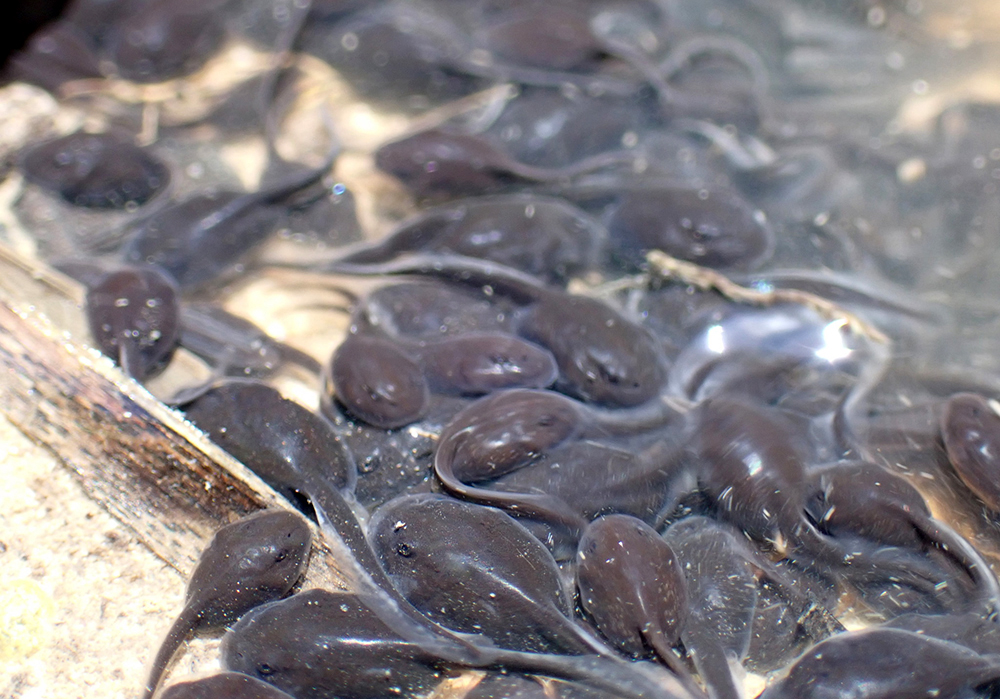 החוקרים סבורים שההתנהגות הקניבלית קשורה לכך שהקרפדות הן מין פולש באוסטרליה. ראשני קרפדת הקנים | Auradyme, iNauralist