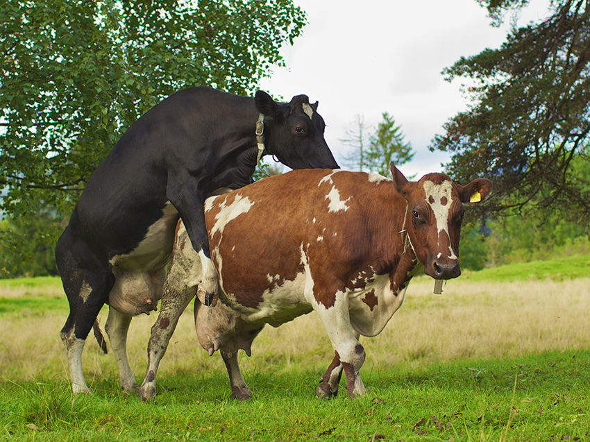התנהגות הומוסקסואלית מוכרת מיותר מ-1,500 מינים, כולל לפחות 251 מיני יונקים. פרה מיוחמת עולה על פרה אחרת | צילום: Ernst Vikne, CC BY-SA 2.0, via Wikimedia Commons