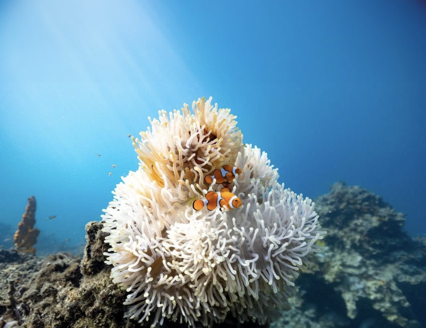 מסוגלים להקטין את גופם כדי לשרוד גלי חום ימיים. דגי שושנון | Morgan Bennett-Smith