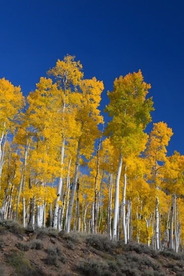 מיהו הגזע הראשון