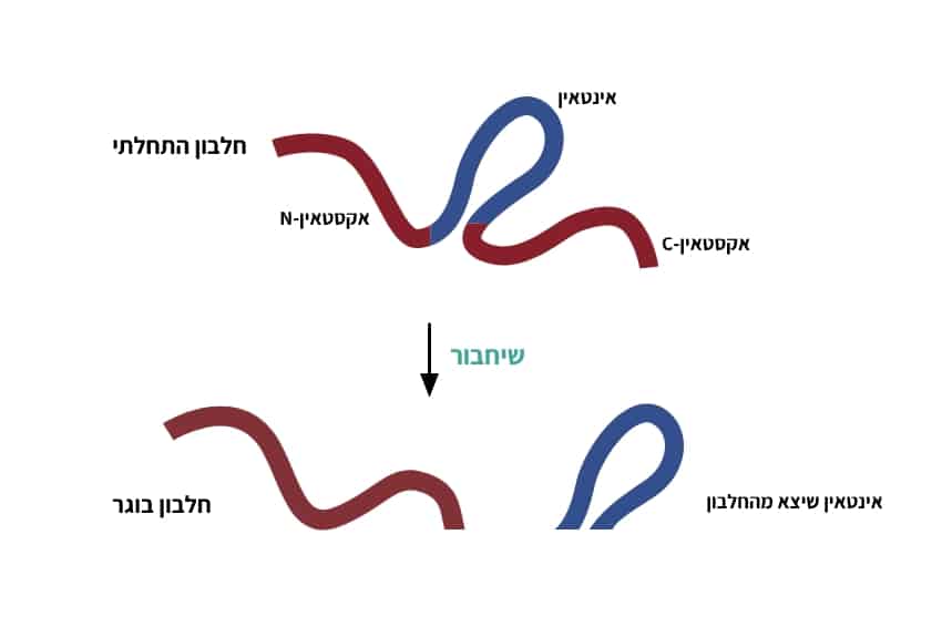 האינטאין מסוגל לחתוך את עצמו החוצה מתוך החלבון הגדול יותר שבו הוא נמצא ולאחות מחדש את שני החלקים שהוא קטע. אילוסטרציה של פעילות האינטאין | ויקימדיה, Julia Silberman