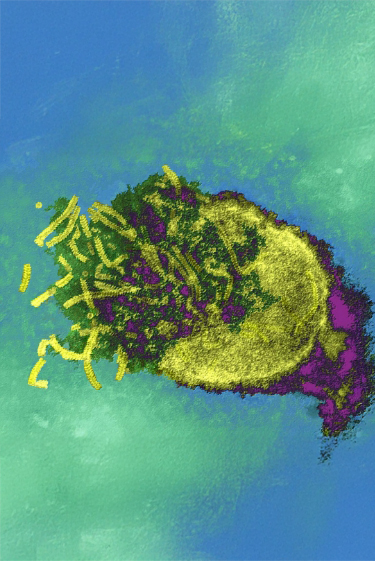 מחלות ללא גבולות: שובה של קדחת מערב הנילוס