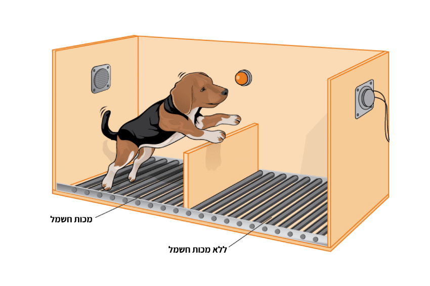 הכלבים שלמדו שאין להם שליטה בגורלם לא עשו דבר כדי להימלט ממכות החשמל ולא ניסו להימלט מהן, אף על פי שהיה להם מפלט קרוב. הניסוי של סליגמן | Rose M. Spielman, Shutterstock