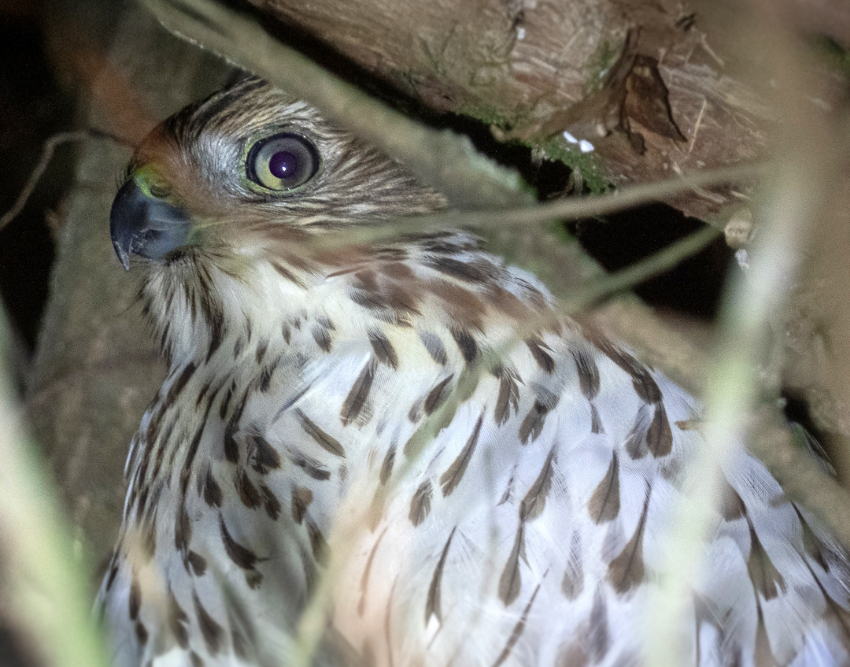 מסתתר מאחורי טור המכוניות ונעזר בהן כדי כדי להתקרב בסתר לציפורים שהוא צד. נץ צעיר במארב | Vladimir Dinets