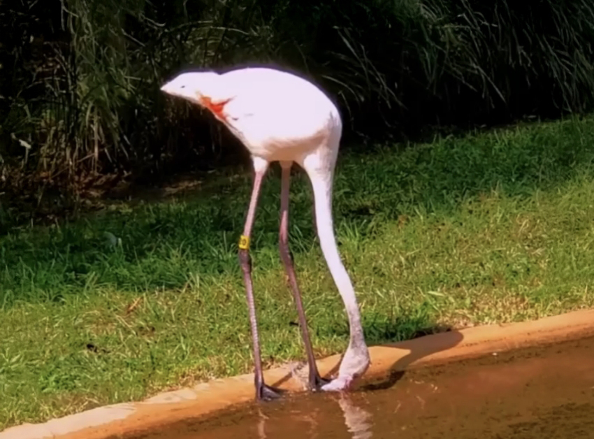 החוקרים מציעים לשאוב השראה מהפלמינגו כדי לבנות מכונות יעילות לניקוי מקווי מים מזוהמים בחלקיקים. פלמינגו מסנן מזון במים | Ortega-Jimenez Et al. 2025