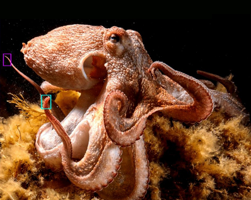 נטה להשתמש בכל אחת מהזרועות המפוצלות למטרות אחרות. התמנון עם הזרוע המפוצלת | מתוך מאמר המחקר Ellington Soule et al