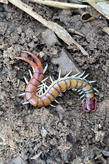 הנשק הדו-תכליתי של הנדל הארסי