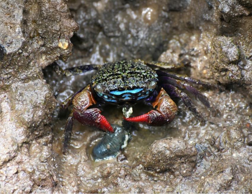 מצויד בשני פסים מחזירי אור דמויי גבות מתחת לגבעולי עיניו. הסרטן Parasesarma eumolpe | קרדיט: iNaturalist. Kawinpop Chaiyangphanit
