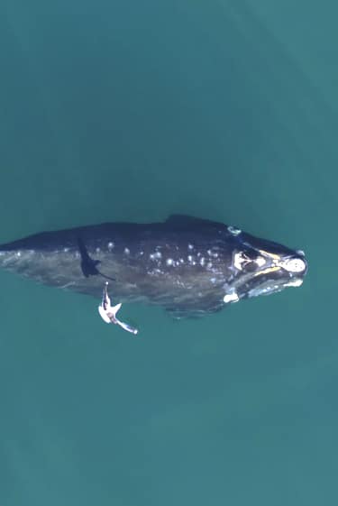 מוות של אלף ניקורים
