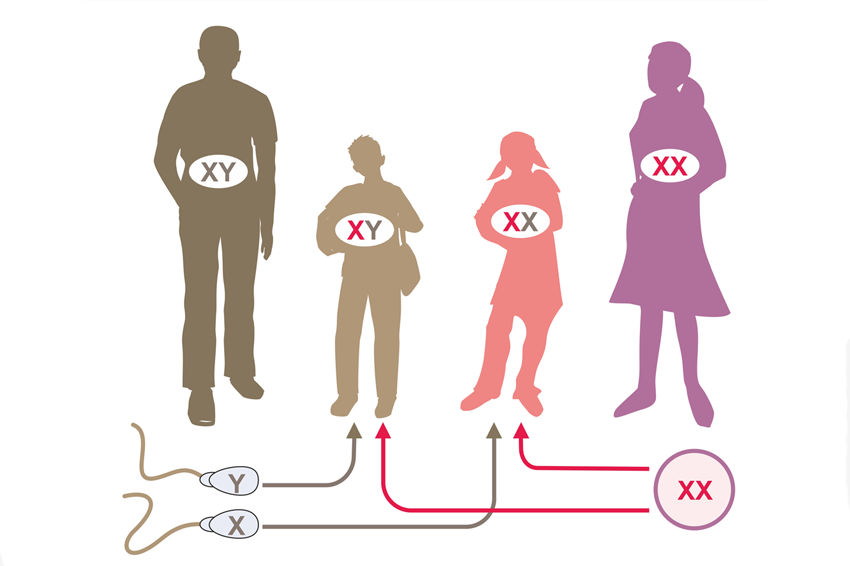 ברוב המקרים לנקבות יונקים יש זוג כרומוזומי X ולזכרים כרומוזום X ו-Y, כרומוזום ה-X של הזכרים מגיע מהאמא. משפחה עם אמא וילדה XX ואבא וילד XY | איור: Soleil Nordic, Shutterstock