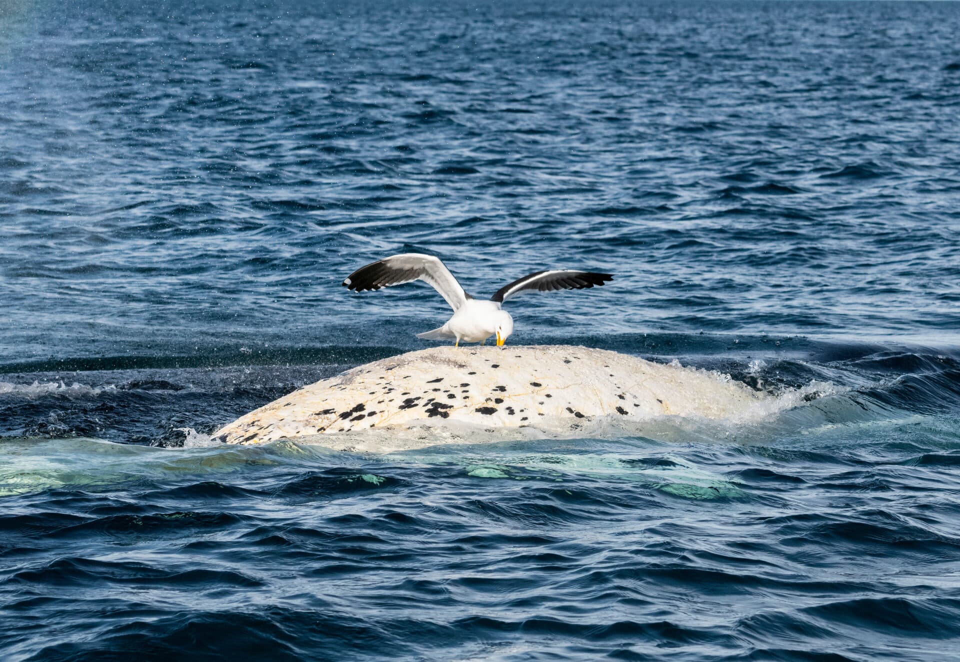 שחף דומיניקני מנקר את עורו של לווייתן אובלנה דרומית | Shutterstock, wildestanimal