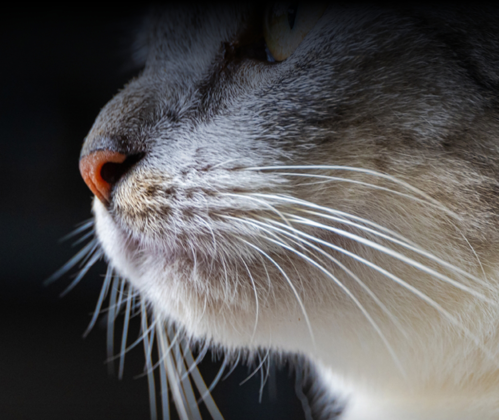 הזמן המועט שהם הקדישו לריח האדם המוכר מעיד שהם זיהו אותו. אף של חתול | Shutterstock, Holger Kleine