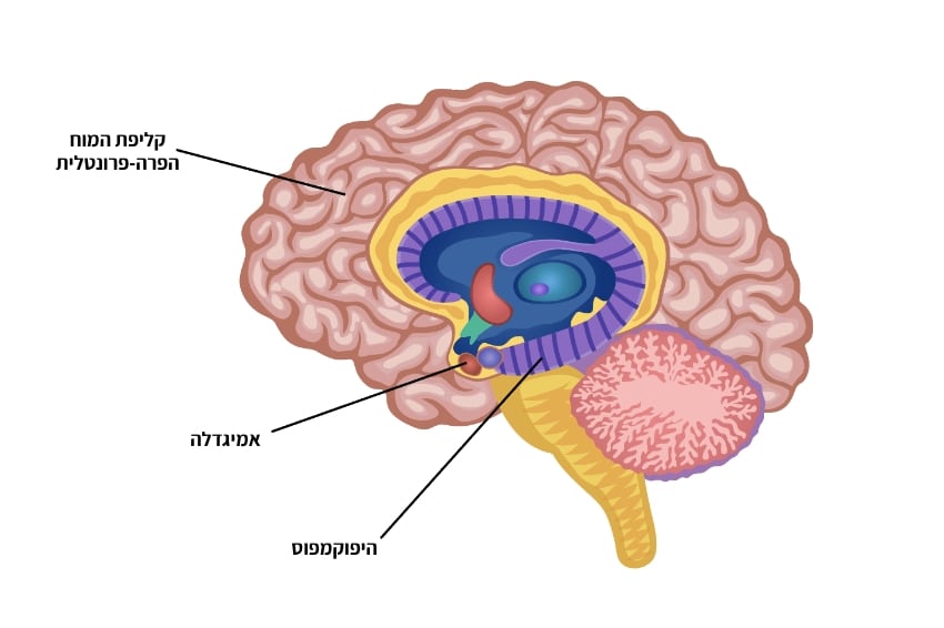 תיאור האזורים במוח האחראים על ויסות רגשות ותגובות לפחד, וממלאים תפקיד מרכזי גם בתחושת חוסר האונים. היפוקמפוס, אמיגדלה וקליפת המוח הפרה-פרונטלית​​ | מקור: Macrovector, Shutterstock