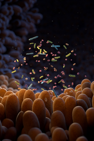 האם חיידקי המעי גורמים לטרשת נפוצה?