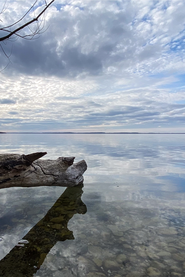 חיידקים בלולאה אבולוציונית