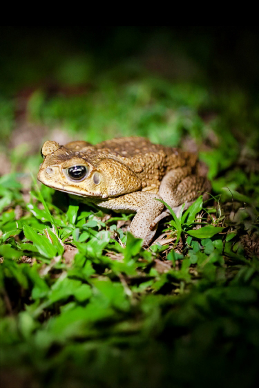 להישאר ראשן לנצח
