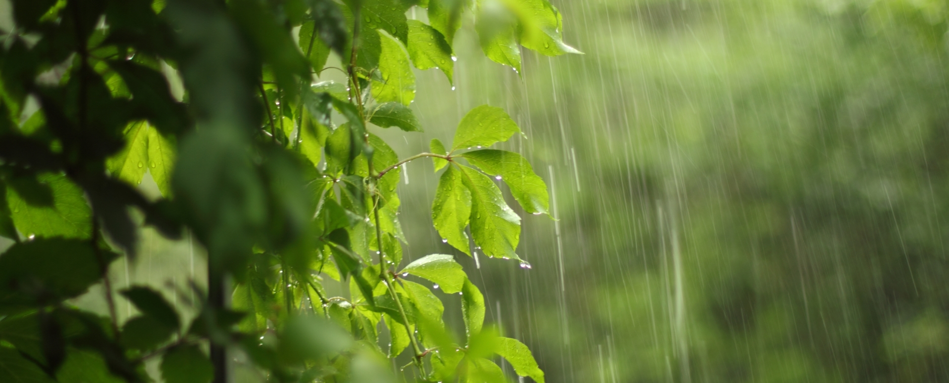 المطر في أوانه نعمة، وفي غير أوانه نقمة