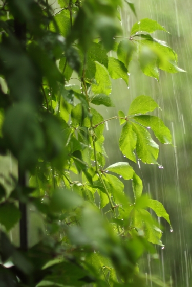 المطر في أوانه نعمة، وفي غير أوانه نقمة