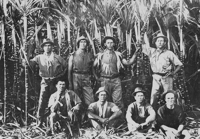 קרפדות הקנים הובאו לאוסטרליה בתקווה להשתמש בהן כמדבירות טבעיות נגד חיפושיות הקנים, שמזיקות לקנה הסוכר. קוצרי קנה סוכר באוסטרליה, 1923 | נחלת הכלל