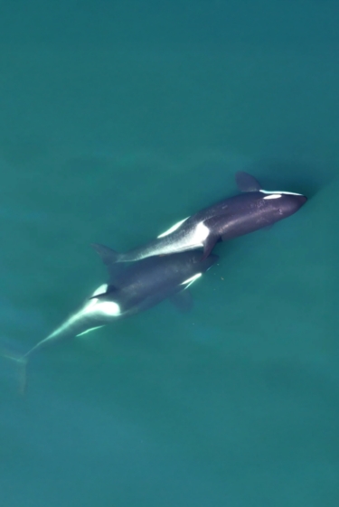 טיפול העור המשותף של הקטלנים