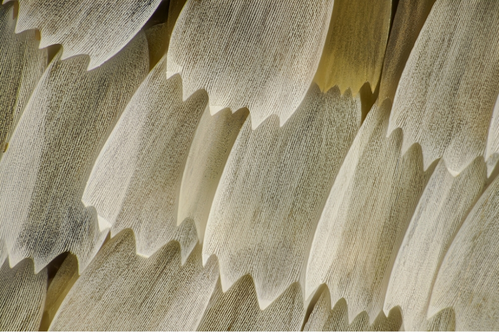 מאובן הצואה מראה שפרפרים היו קיימים לפחות 35 מיליון שנה לפני מה שחשבו עד כה. כנף של פרפר | Frank Fox / Science Photo Library