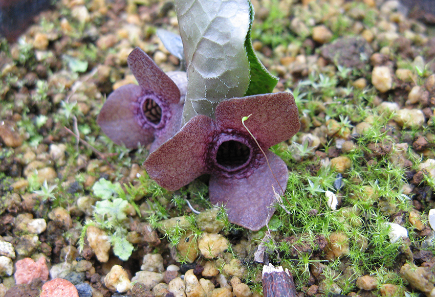 חלק מהמינים שנחקרו כמעט חסרי ריח, אחרים מדיפים ניחוח עז של בשר מרקיב, ואילו מינים נוספים מפיצים ריח המזכיר פטריות. הצמח Asarum blumei | מקור: KENPEI, Wikipedia