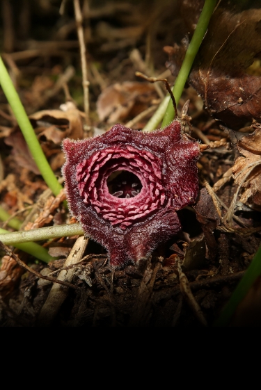 פרחים בניחוח ריקבון