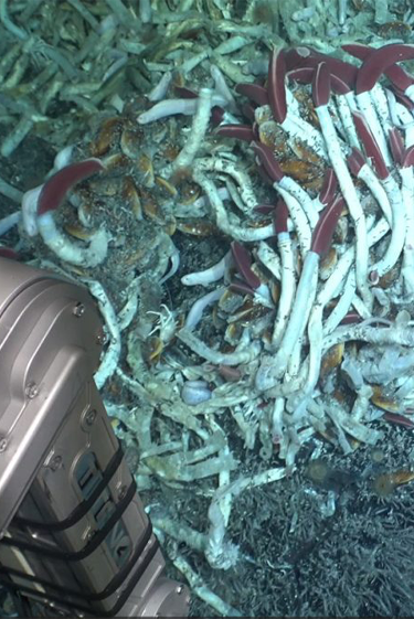 בפעם הראשונה: תיעוד של התפרצות געשית במעמקי האוקיינוס