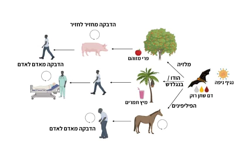דרכי ההפצה של נגיף ניפה מעטלפים לחזירים, סוסים ובני אדם | מתוך Gazal et al., 2022