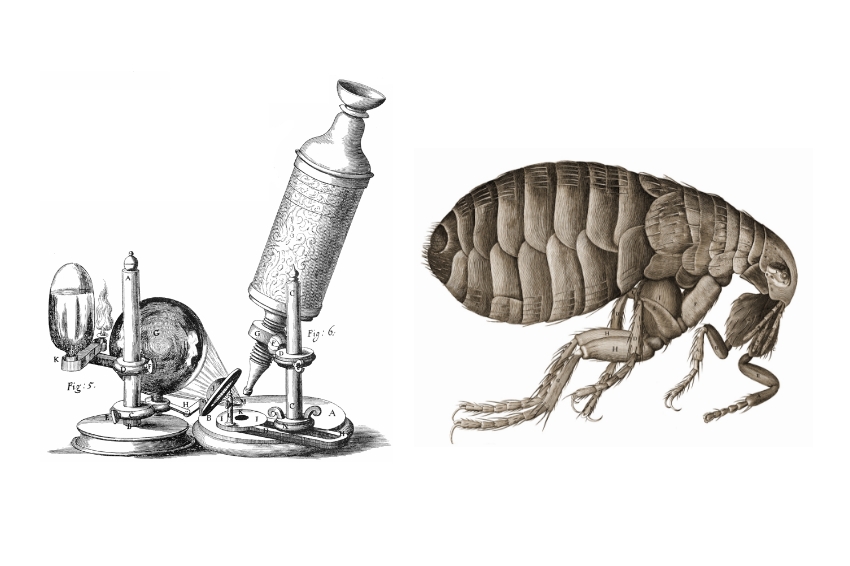 ממצאים פורצי דרך שהתבססו על תצפיות וניסויים: המיקרוסקופ של הוק ואיור של פרעוש לפרטי פרטים, מתוך ספרו "מיקרוגרפיה" | מקור: ויקיפדיה, נחלת הכלל