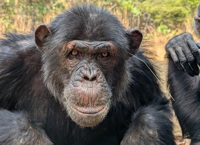 זאת האופנה ארתור, כולם חייבים את זה עכשיו. השימפנזה ול (Val) מדגמן גבעול עשב באוזן | צילום: Jake Brooker/Chimfunshi Wildlife Orphanage Trust 