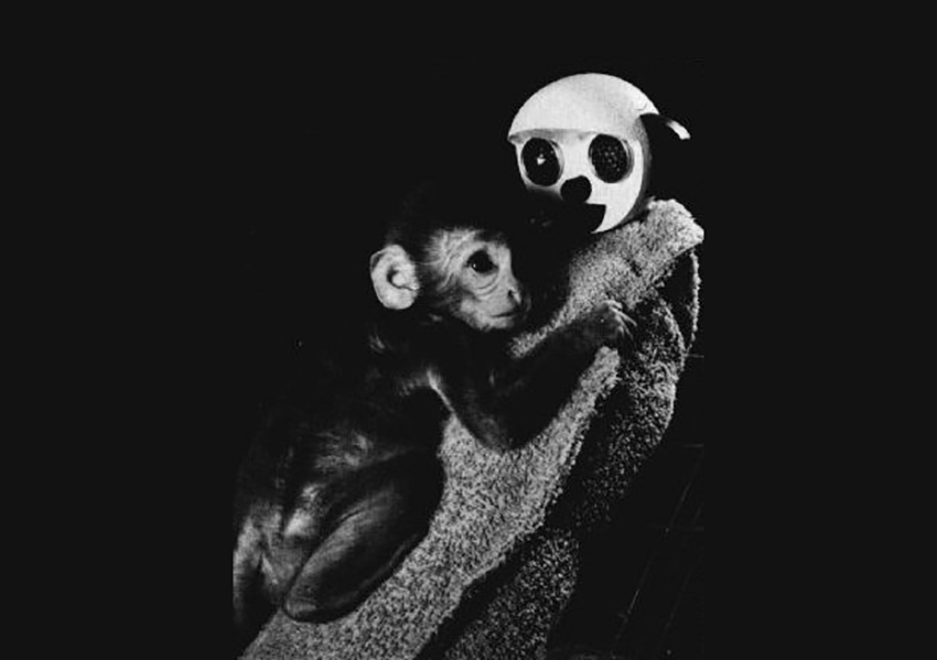 יש לנו צורך עמוק במגע, באהבה ובקשר רגשי מתמשך – גם אם הוא מגיע מבובה. קוף צעיר נצמד לאמא רכה ממגבת | ויקימדיה, Blacktc