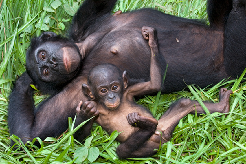 "נראה שבונובו הם יוצאי דופן, ולא משום שהנקבות שלהם דומיננטיות, אלא בשל הדרך שבה הן השיגו את הדומיננטיות הזו". נקבת בונובו עם גור | Tony Camacho / Science Photo Library