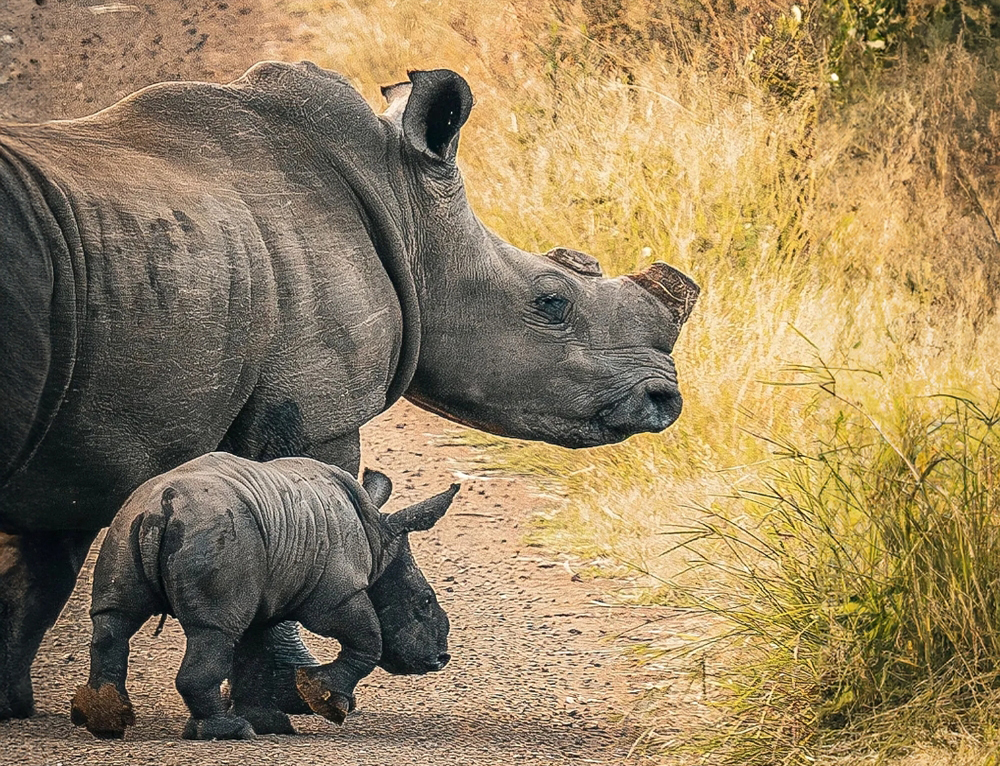 אפשר לחתוך את הקרן מבלי להזיק לקרנף. אם וגור שקרניהם נחתכו | מקור: Tim Kuiper