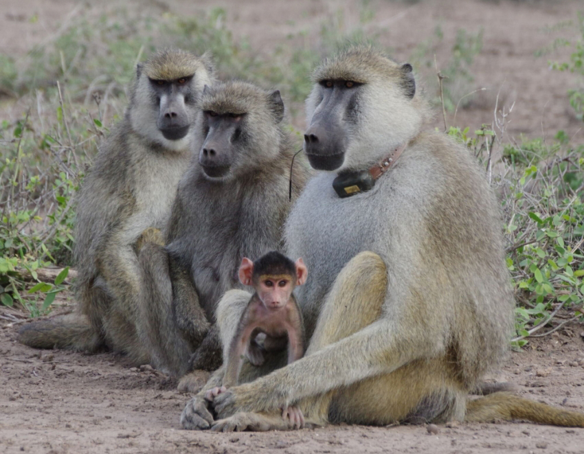 נקבות שזכו ליחס אבהי חיות יותר. בבון זכר עם בבון תינוק, מהאוכלוסייה הנחקרת בקניה | Elizabeth Archie, professor at Notre Dame