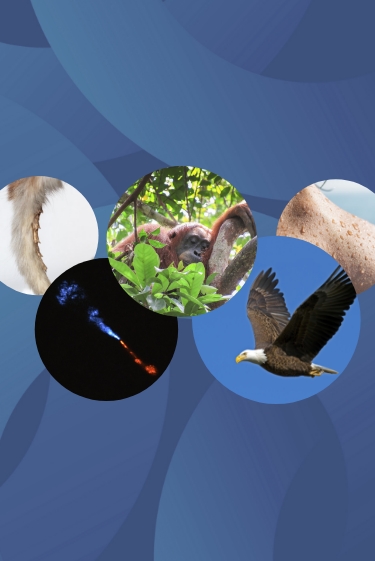 המחקרים החדשים ביותר: מהנשמדע 19/7/2025