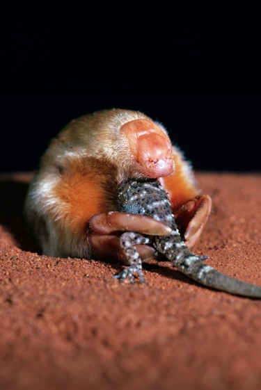 הסודות של חפרפרת הכיס