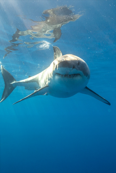 50 שנה למלתעות: הסרט שהפך את הכריש למפלצת
