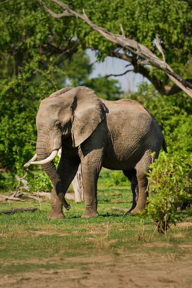תקשורת פילית
