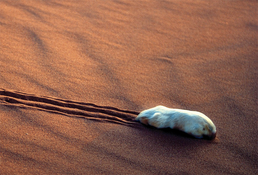 במשך שנים מיקומן של חפרפרות הכיס בעץ החיים של המינים היה בגדר תעלומה, ואורח חייהן הִקשה על חוקרים להתחקות אחריהן. חפרפרת כיס דרומית נעה על החול | M. Gillam, AUSCAPE מתוך Frankenberg et al., 2025
