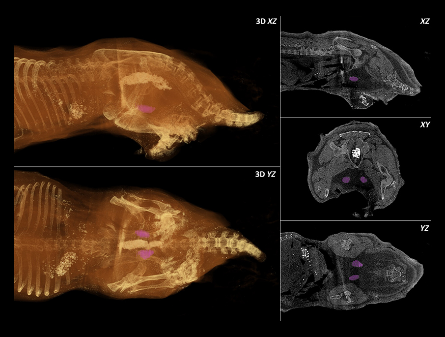 בזכות מיקומו של שק האשכים בתוך הגוף הזכר מסוגל לנוע בקלות בתוך האדמה, מבלי שהאשכים ייפגעו או יפריעו לתנועה בחול. סריקות MRI של הזכר, האשכים בסגול | מתוך Frankenberg et al., 2025