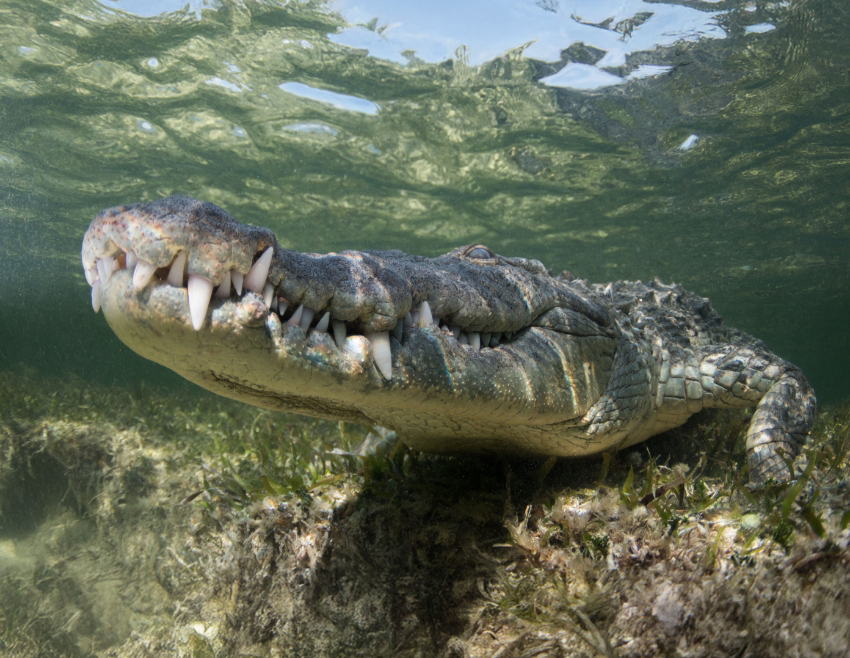 הבידוד של שתי האוכלוסיות גרם להן להשתנות עד כדי כך שניתן היום להכריז עליהן כשני מינים חדשים למדע. תנין מאטול בנקו צ'ינצ'ורו | Julian Gunther, Shutterstock