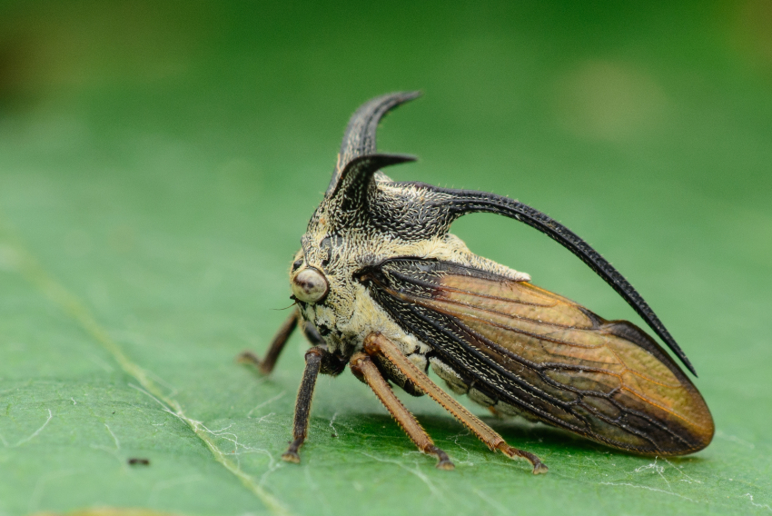 מבנים ייחודיים שכנראה מסייעים לחוש מטענים חשמליים. גבנונית על עלה | צילום: Samuel Lam, Shutterstock