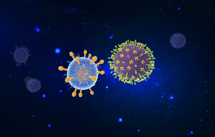 השילוב מאפשר לנטרל את הנגיפים ביעילות רבה ולהתגבר על בעיית המוטציות שקורות בנגיפים ומאפשרות להם לחמוק בהצלחה מנוגדן יחיד. נגיף ניפה (ימין) ונגיף הנדרה (שמאל) | Roger Harris, Kateryna Kon / Science Photo Library