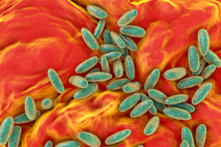 לאורך עשרים השנים האחרונות נעשים מאמצים רבים לפתח חיסון חדש, שיגן גם מפני דֶּבֶר חבורות ודֶּבֶר ריאתי. חיידקי ירסיניה פסטיס | Kateryna Kon, Shutterstock