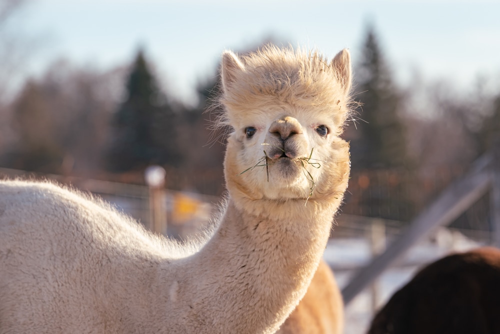 כמו כל הגמליים, אלפקות מסוגלות לייצר נוגדנים קטנים במיוחד, שמכונים ננו-נוגדנים. אלפקה | Debra Anderson, Shutterstock