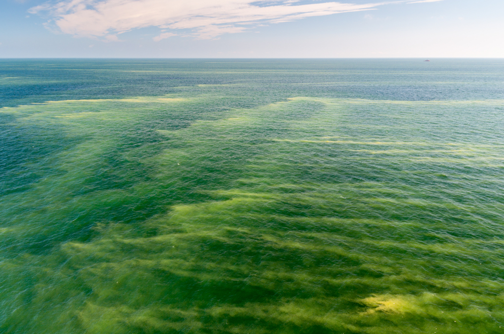 קטנטנים, אבל מייצרים בין עשירית לחמישית מכלל החמצן באטמוספרה. פריחה של חיידקים כחוליים | מקור: Lukasz Barzowski, Shutterstock