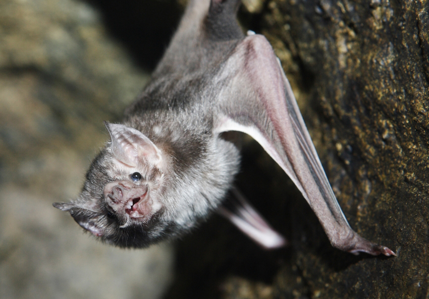 אפשר לנצל את הנוהג של ניקוי בליקוק כדי להפיץ חיסון בין העטלפים. עטלף ערפד מצוי | Michael Lynch, Shutterstock